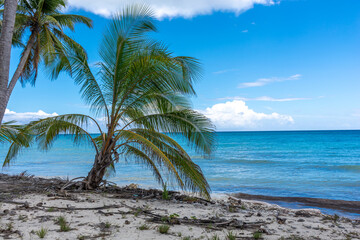 Fototapeta na wymiar Dominican Republic, beautiful Caribbean coast with turquoise water and palm trees.