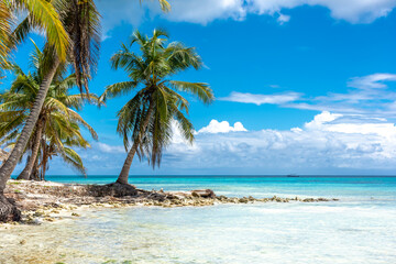 Naklejka na ściany i meble Dominican Republic, beautiful Caribbean coast with turquoise water and palm trees.