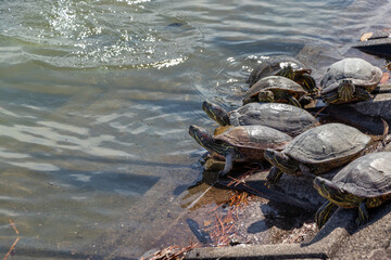 水辺で甲羅を干すたくさんのカメ
