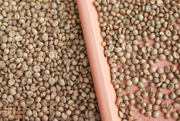 top view of raw coffee bean set in half for choosing in process for roasting