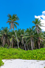 Naklejka na ściany i meble Dominican Republic, beautiful Caribbean coast with turquoise water and palm trees.