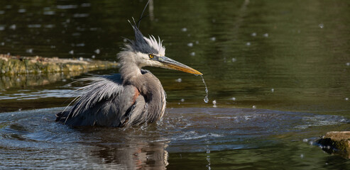 A Soaked Predator: Capturing the Great Blue Heron's Hunting and Bathing Habits.  Wildlife Photography.