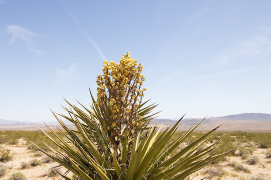 Flowering Mojave Yucca plant in the desert