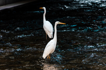 Egret roaming the water in search of food