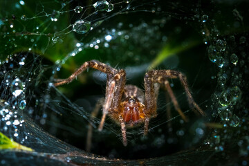 A Grass Spider (Genus Agelenopsis) waiting in its funneled web for prey after a rain shower. Raleigh, North Carolina.