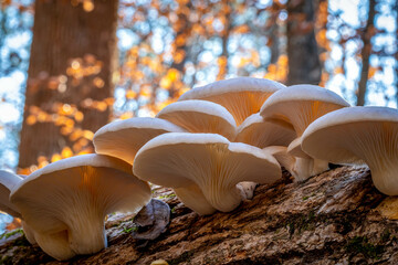 A cluster of Oyster Mushrooms, which are deliciously edible, as well as medicinal. - obrazy, fototapety, plakaty