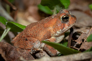 Profile view of a young Fowler's Toad on the forest floor. Raleigh, North Carolina.