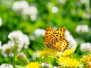 ヒョウモンチョウの吸蜜