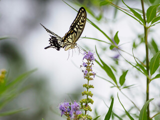 アゲハチョウの飛翔
