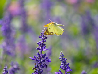 モンキチョウの飛翔