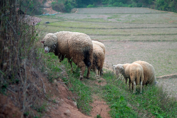 Obraz premium A flock of sheep in a village