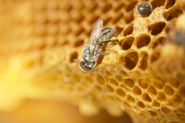 Close-up view of the working bees on golden honeycombs.