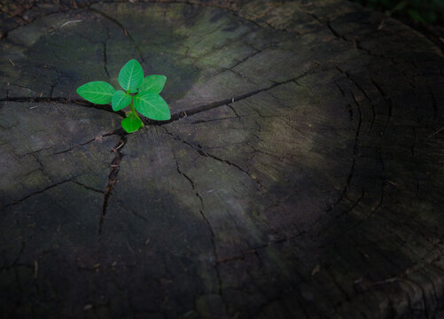  Restart concept: is all about starting anew, embracing change, and taking bold steps towards personal or professional transformation. Young plants try to regenerate on dead stumps. - Powered by Adobe