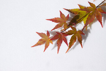 Fresh red Maple leaf and stem isolated white background.
