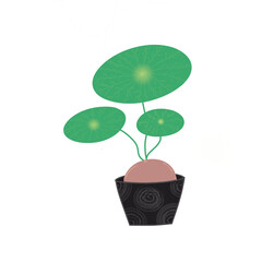 plant in pot