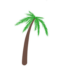 palm tree isolated on white