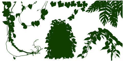 Plant flower, Vine Liana ivy plant bush nature jungle rainforest.