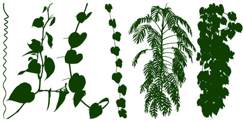 Plant flower, Vine Liana ivy plant bush nature jungle rainforest.