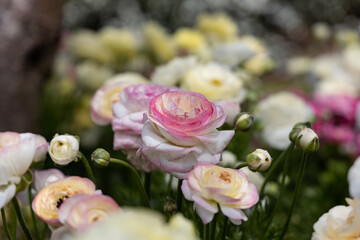 Pink and white and yellow flowers in the park at the Toowoomba Carnival of Flowers - Ranunculus flowers