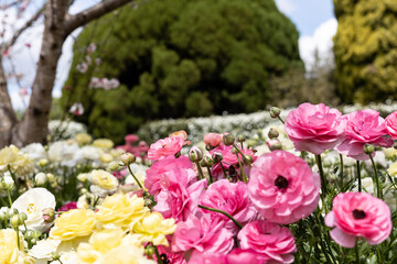 Pink and yellow flowers in the park at the Toowoomba Carnival of Flowers - Ranunculus flowers