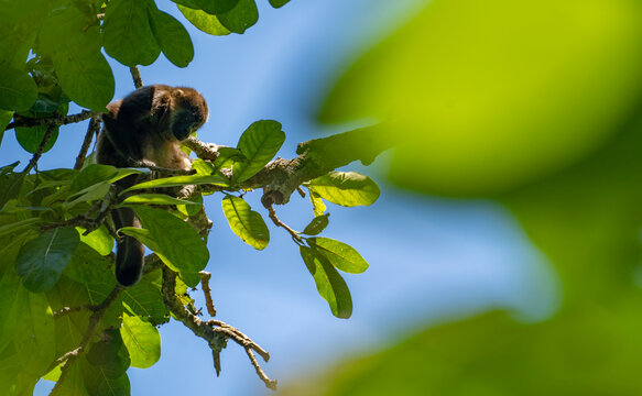 Mico Bilder Durchsuchen 2,499 Archivfotos, und Videos