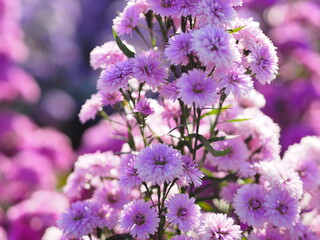 cutter flower violet in garden