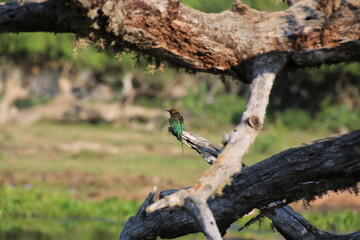 green bee eater on a tree branch