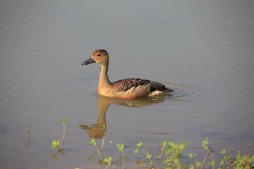 Wild duck swimming in the lake