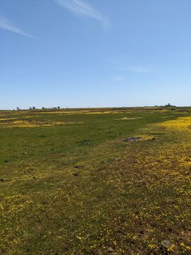 Super Bloom landscape with a field