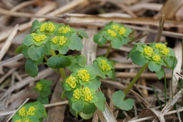 beautiful little yellow plant on the forest floor