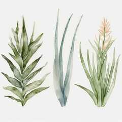 Aloe Vera Plants Illustration