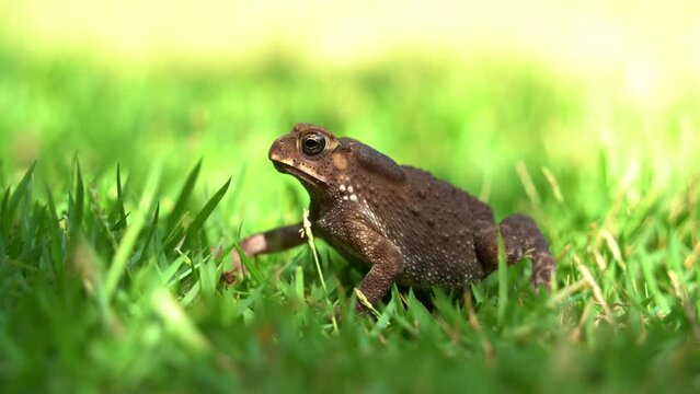 Asian common toad, duttaphrynus melanostictus, perched on the lush green grass, emitting a deep guttural croak, its vocal sac pulsating rhythmically with each note, calling and attracting a mate.