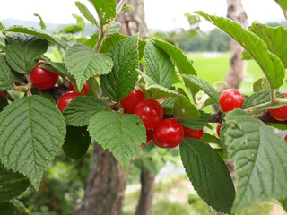 close up cherry tree . Korean-type cherry and leaves . 