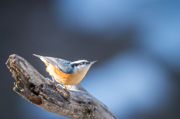 Red-Breasted Nuthatch on Dead Log