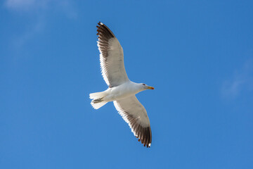 Fototapeta premium Gaviota Dominicana (Larus dominicanus) en pleno vuelo