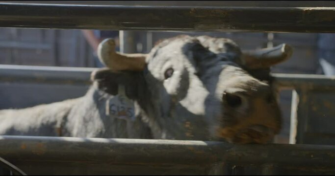 A rank bull slides his nose across metal chute in Dallas, Texas before a bull fight.