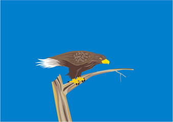 青空の下、木に止まっているオジロワシのイラスト