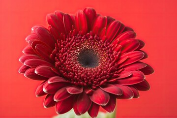 vibrant red flower in extreme close-up against a rich red background. Generative AI