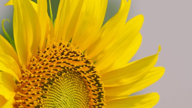Close-up sunflower pollen, all sunflower details clearly visible.