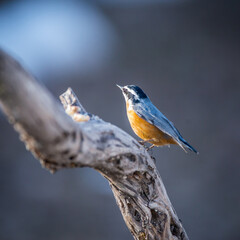 Red-breasted Nuthatch in the Evening Light