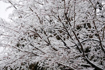 Snow-covered branches of a tree in the forest in winter.                               
