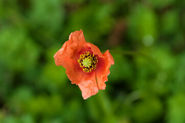 red poppy flower