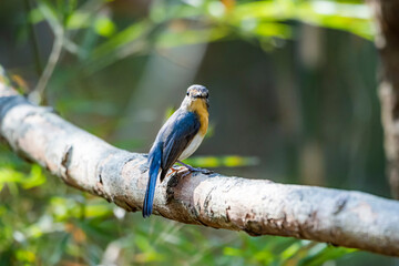 The Indochinese Blue Flycatcher on a branch in nature
