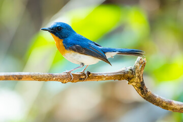 The Indochinese Blue Flycatcher on a branch in nature