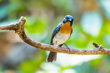 The Indochinese Blue Flycatcher on a branch in nature