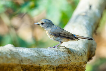 The Indochinese Blue Flycatcher on a branch in nature