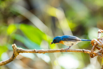 The Indochinese Blue Flycatcher on a branch in nature