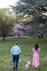 shot from behind of woman in pink floral dress and man in blue shirt and slacks walking their dogs in central park at twilight during springtime with blooming cherry blossom trees in background