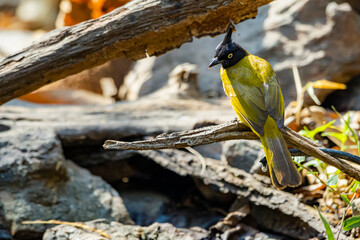 The Black-capped Bulbul in nature