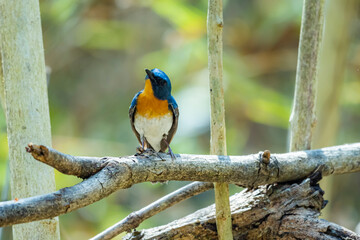 The Indochinese Blue Flycatcher on a branch in nature